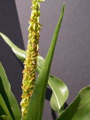 1602_na1_318G_3040