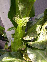 1602_na1_318G_3041