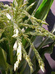 1602_na1_318G_3042