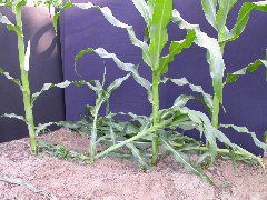 1611_la1_405B_1451