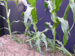 1611_la1_405B_1452
