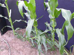 1611_la1_405B_1453