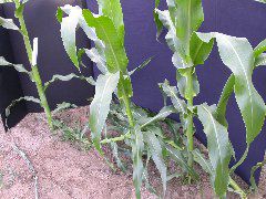 1611_la1_405B_1454