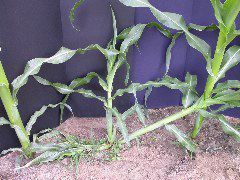 1611_la1_405B_1457