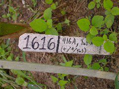 1616_Tu1_416A_4070