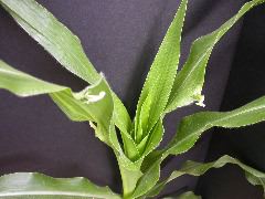 1637_Hsf1_528A_1884