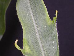 1637_Hsf1_528A_1888