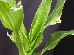 1637_Hsf1_528A_1891