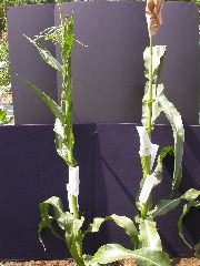 1627_vp2_515A_2655
