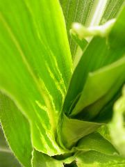 1637_Hsf1_528A_1896
