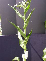 1627_vp2_515A_2656