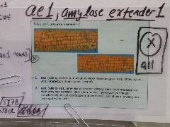 1631_ae1_517B_1902