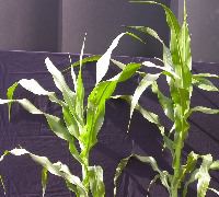 1643_sbd1_608C_1886