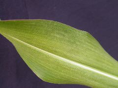 1643_sbd1_608C_1900
