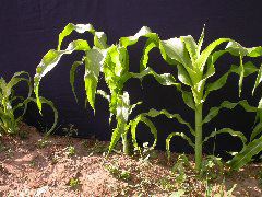 1684_yg2_927