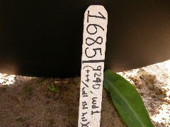 1685_wd1_924D_2171