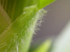 1685_wd1_924D_2174