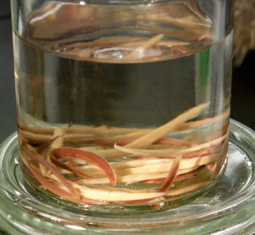 Kingdom Animalia- Eucoelomates - Phylum Arthropoda - Subphylum ...