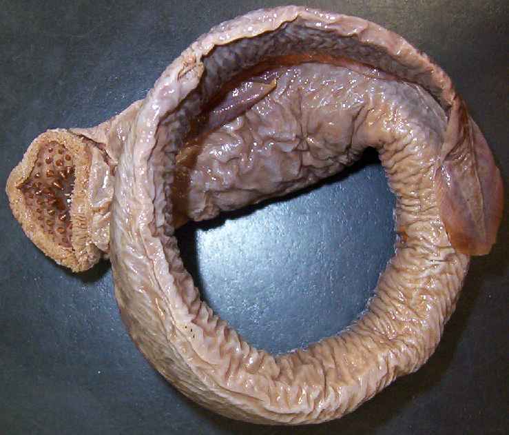 Kingdom Animalia- Eucoelomates - Phylum Arthropoda - Subphylum Vertebrata