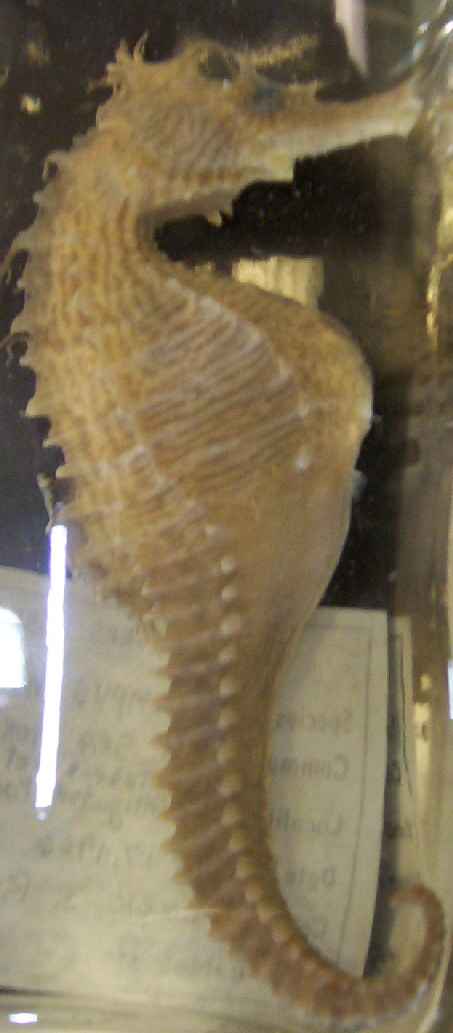 Kingdom Animalia- Eucoelomates - Phylum Arthropoda - Subphylum Vertebrata