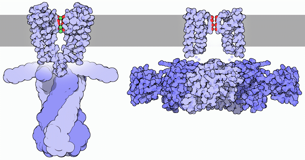 Description: Description: Description: Description: C:\Users\DFadool\Documents\wordprocessing\website\coursepages\MemBiophysics2005\words\purple.gif