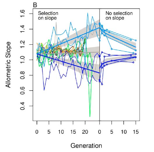 Response to selection on wing shape allometry.