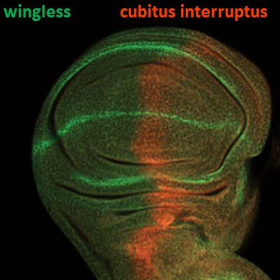 Third instar wing disc, stained for the proteins wingless and cubitus interruptus.