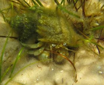 Anomura (hermit crabs)