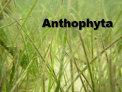 anthophyta