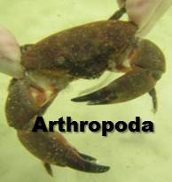 arthropoda