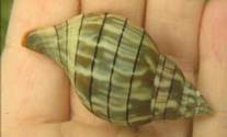 Banded Tulip Snail