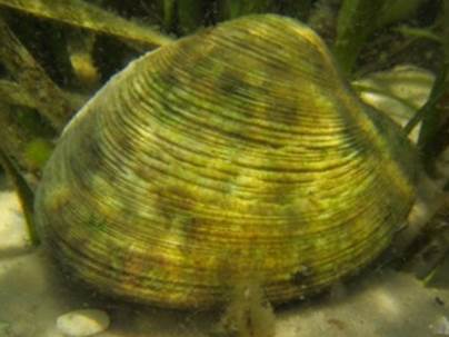 Bivalves (clams,mussels)