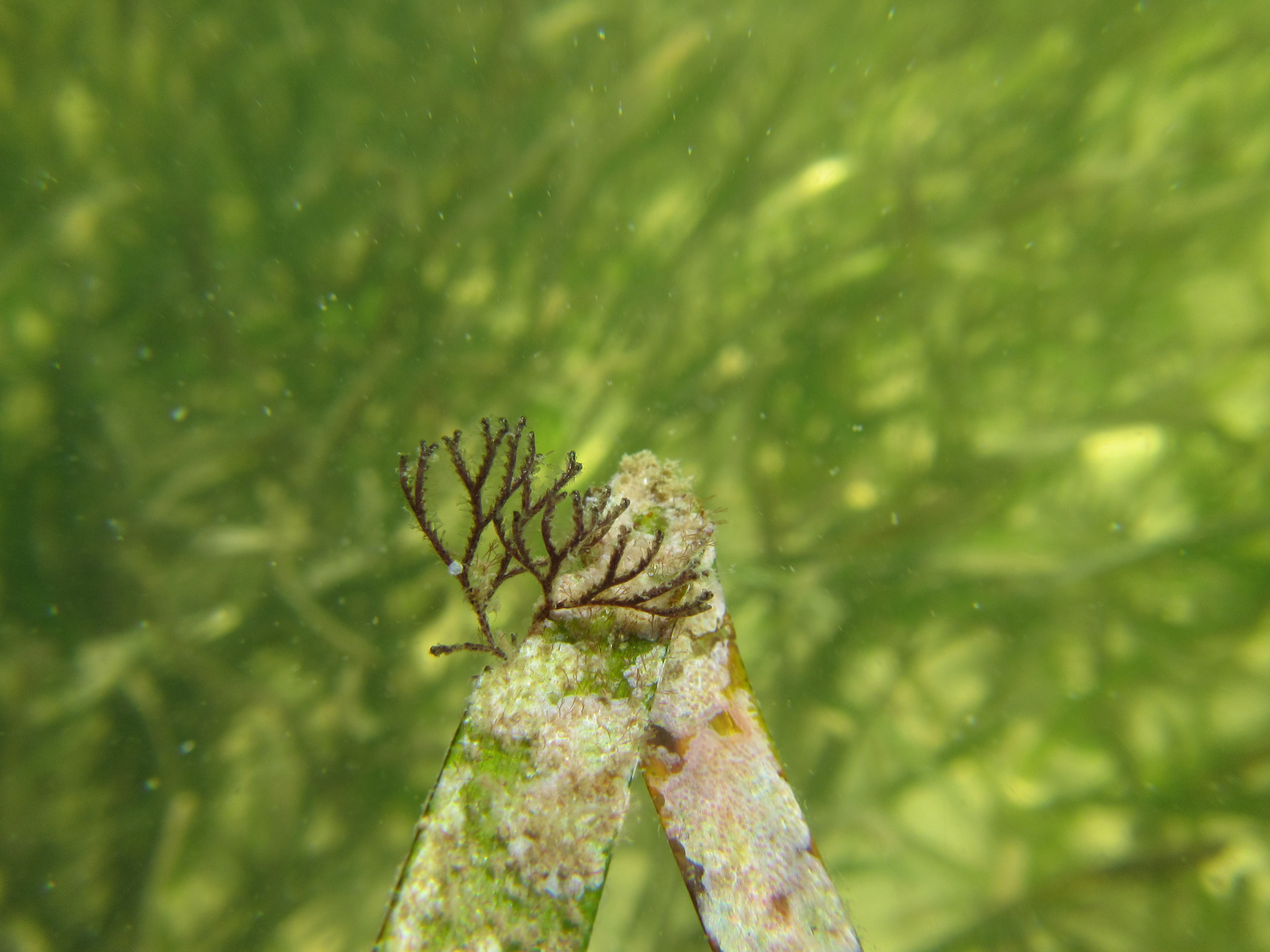 Brown Bryozoan