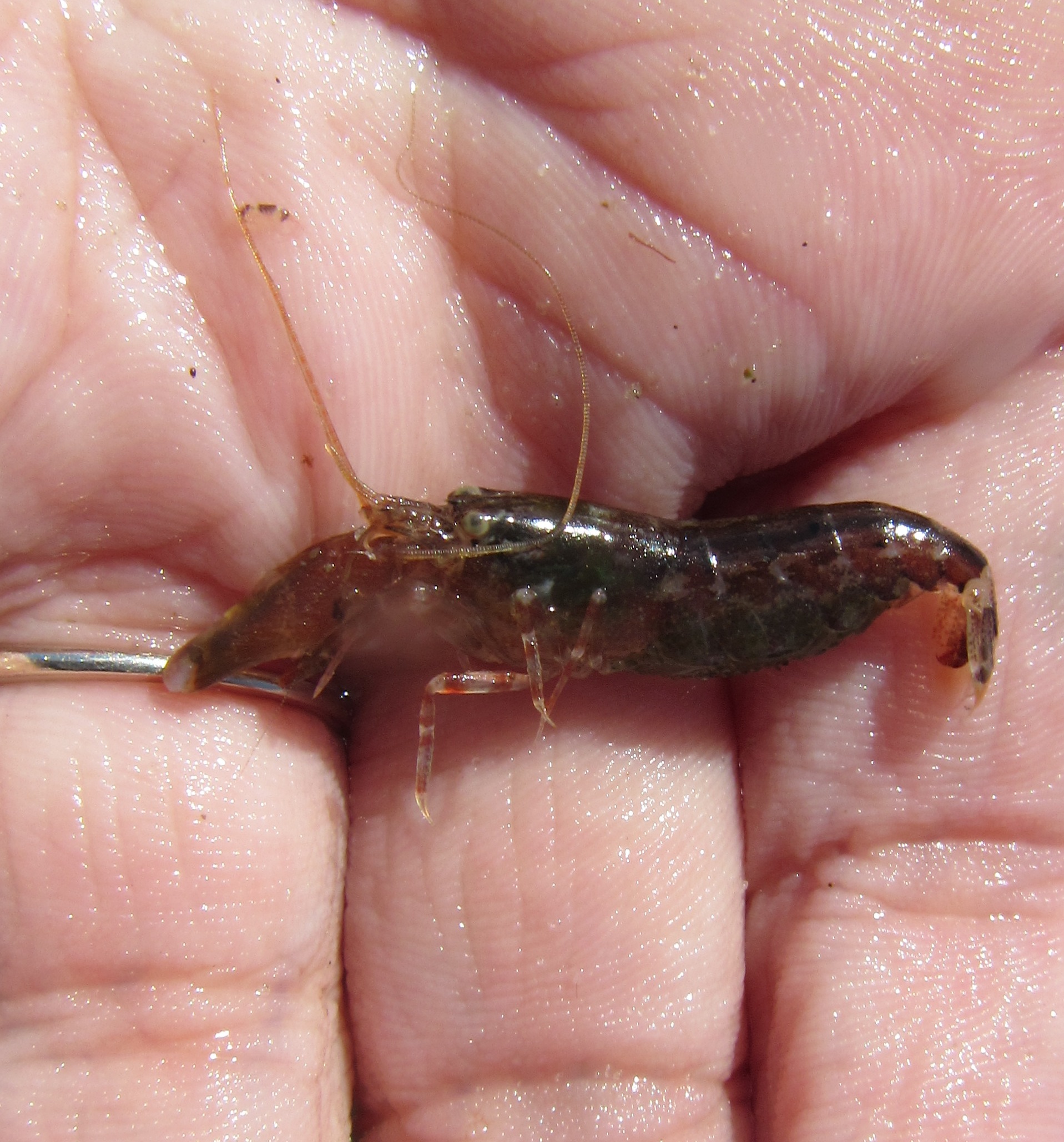 Brown Snapping Shrimp