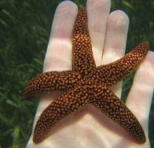 Brown Spiny Sea Star