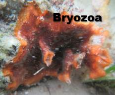 bryozoa