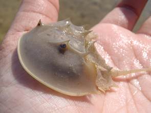 chelicerata (horseshoe crab)