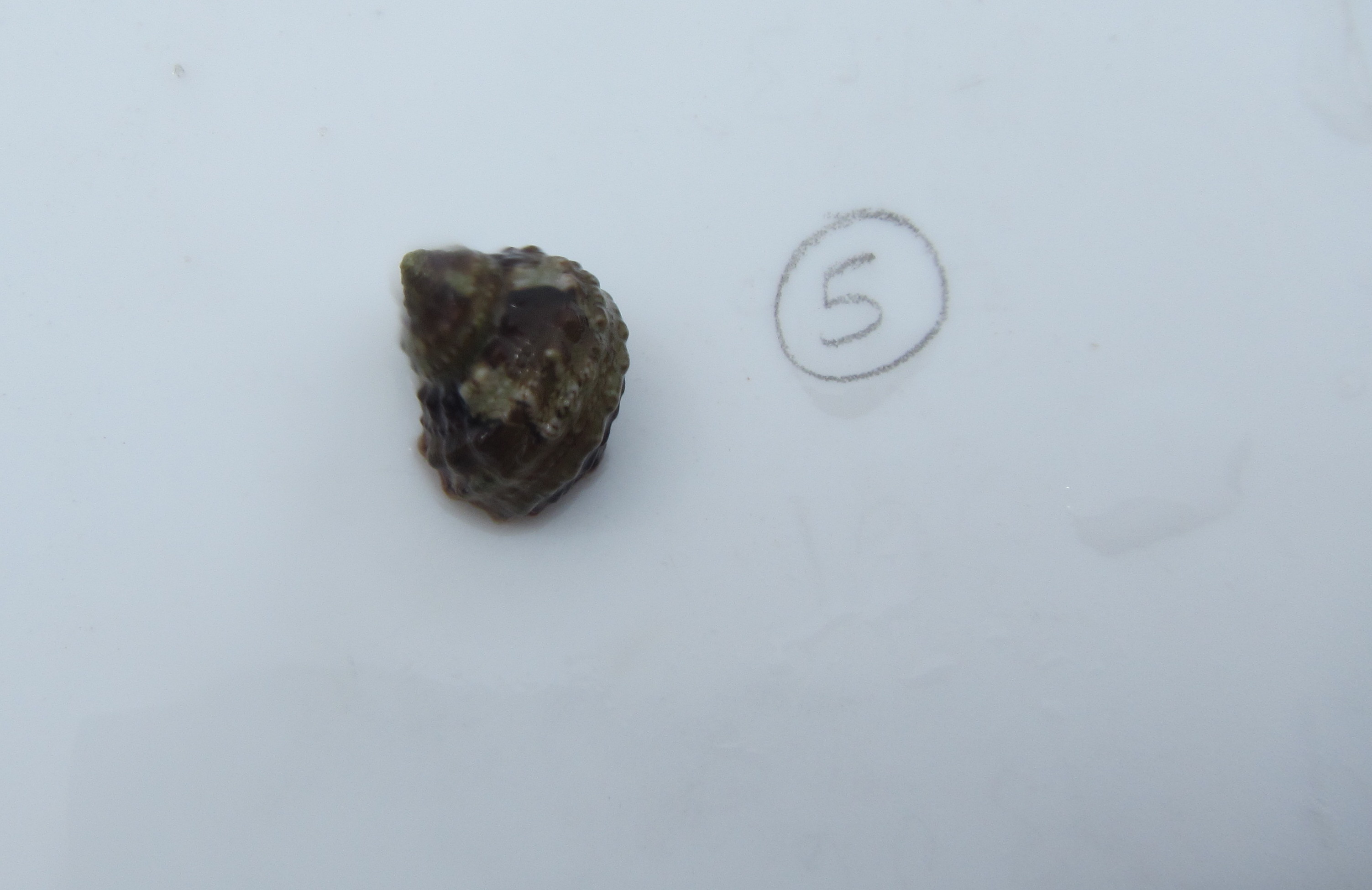Chestnut Turban Snail
