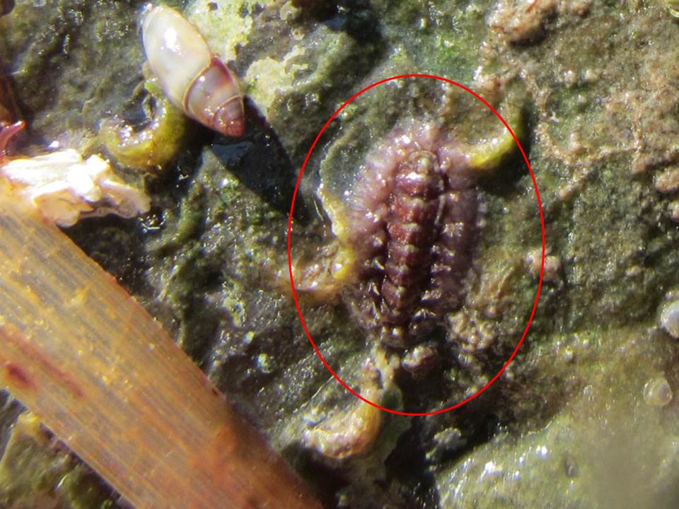 Purple Slender Chiton