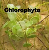 chlorophyta