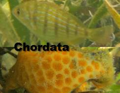 chordata