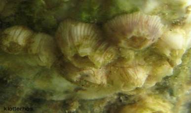 cirripedia (barnacles)