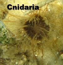 cnidaria