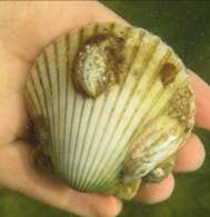 Common Bay Scallop