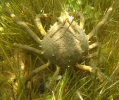 common spider crab