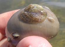 Convex Slipper Snail
