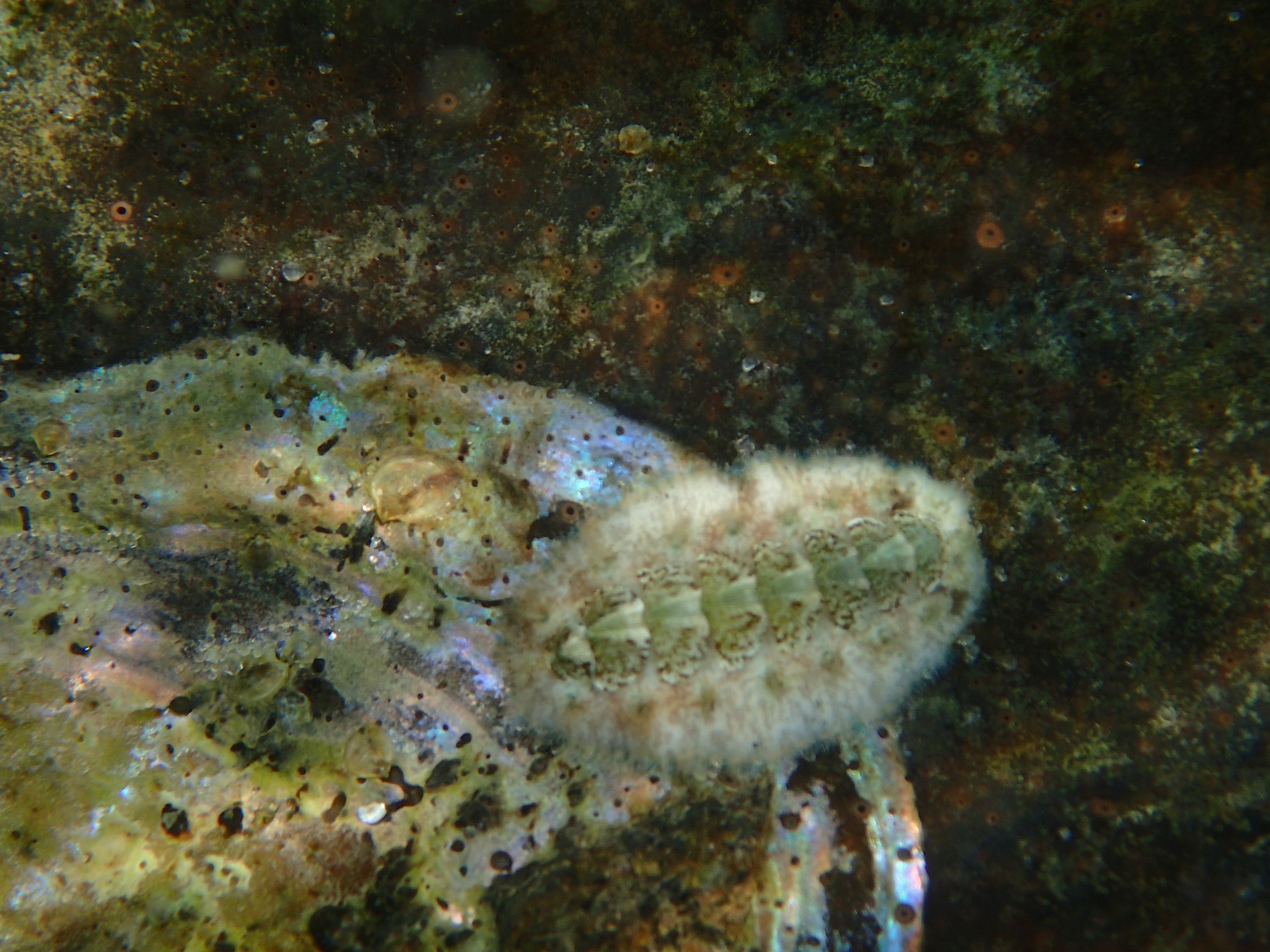 Eastern Beaded Chiton 