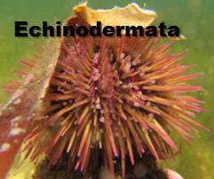 echinodermata