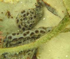 Encrusting Sea Squirt