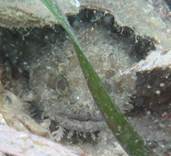 Gulf Toadfish